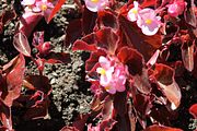 18 - Butchard Gardens  - IMG_1599